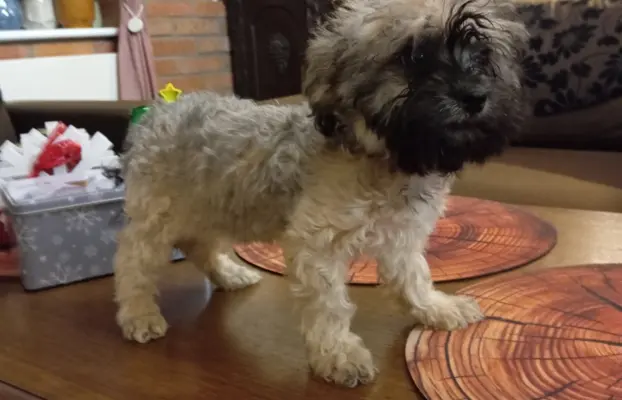 Oferuję do sprzedaży Sunię rasy Rosyjska Bolonka Kolorowa 8