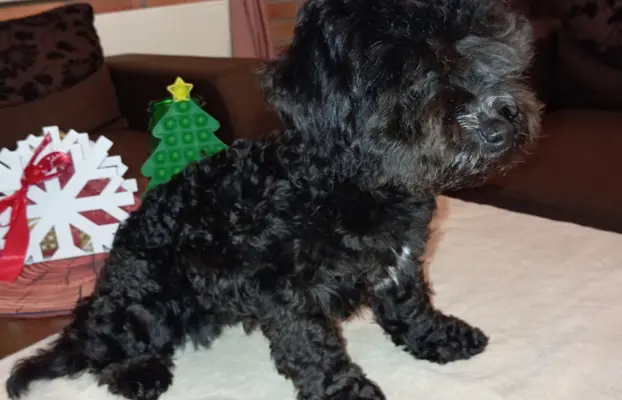 Hawana Rosyjska Bolonka Kolorowa 1