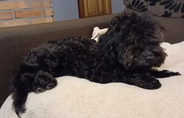 Hawana Rosyjska Bolonka Kolorowa 3