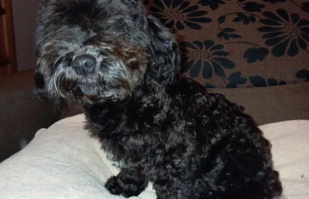 Hawana Rosyjska Bolonka Kolorowa 4