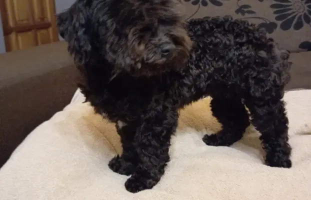 Hawana Rosyjska Bolonka Kolorowa 5