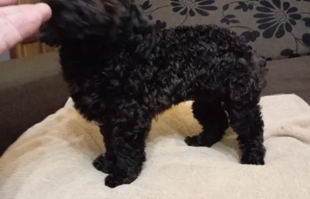 Hawana Rosyjska Bolonka Kolorowa 7