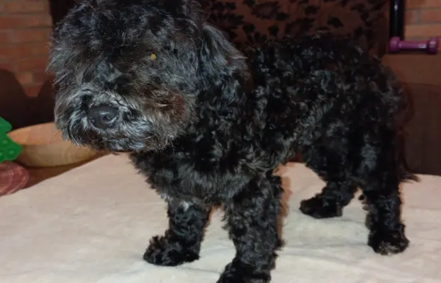 Hawana Rosyjska Bolonka Kolorowa 8