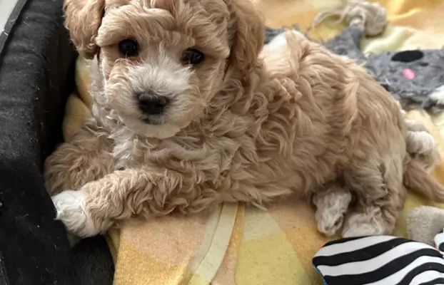 Poochon Bichpoo Maltipoo 1