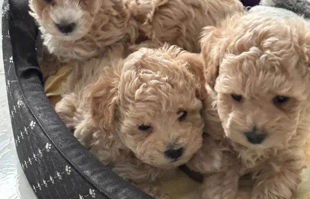 Poochon Bichpoo Maltipoo 2