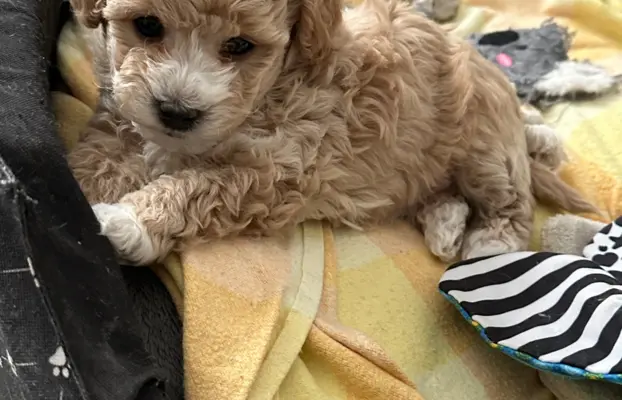 Poochon Bichpoo Maltipoo 3