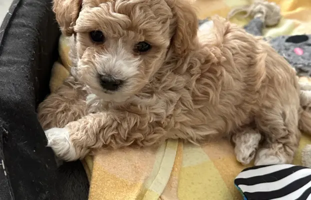 Poochon Bichpoo Maltipoo 4