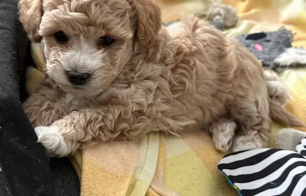 Poochon Bichpoo Maltipoo 8