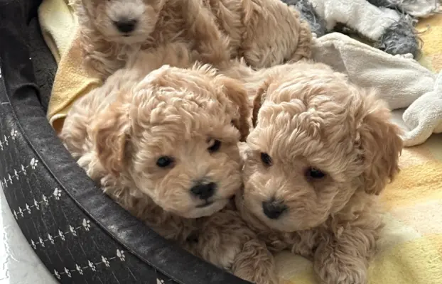 Poochon Bichpoo Maltipoo 9