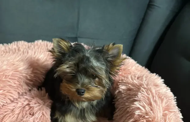 Yorkshire Terrier 1
