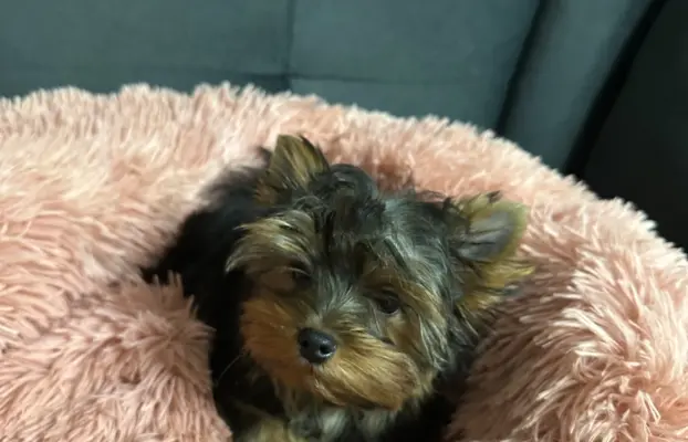 Yorkshire Terrier 4