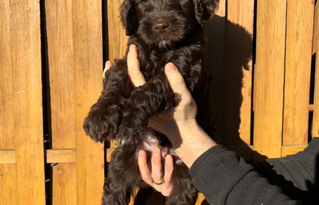 Aussiedoodle Standardowe 3