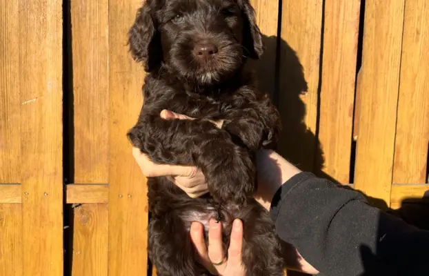 Aussiedoodle Standardowe 4