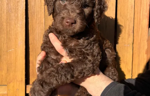 Aussiedoodle Standardowe 1
