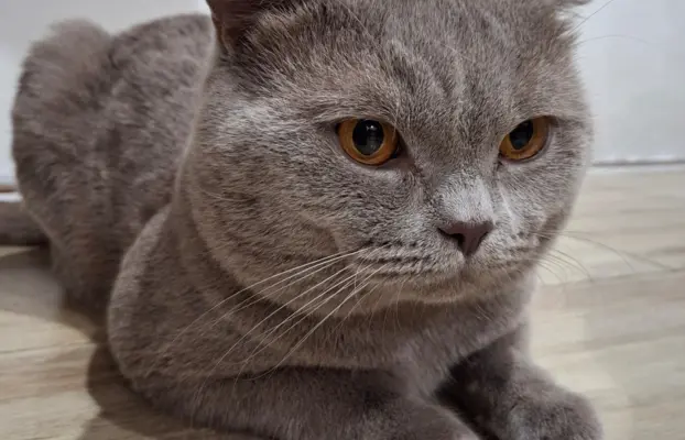 Reproduktor kocur Brytyjski krótkowłosy 4