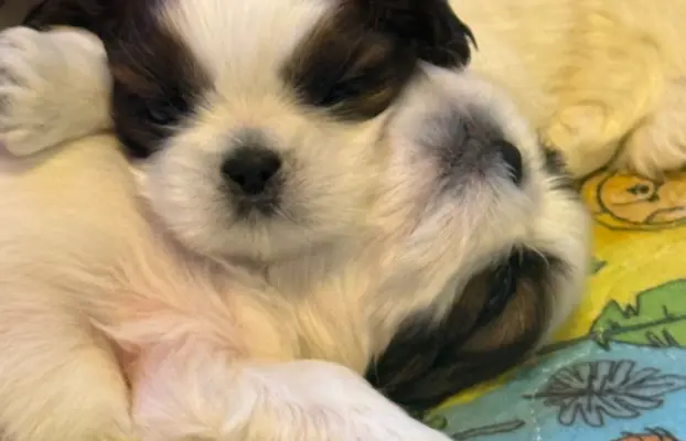 Szczeniak Shih-Tzu 3