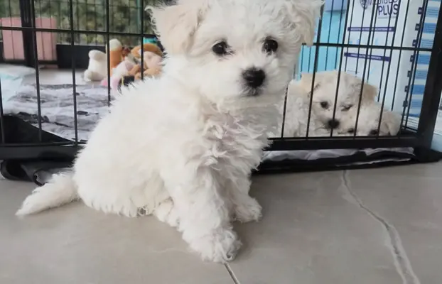 Bichon Frise suczka gotowa do zmiany domu 1