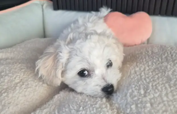 Bichon Frise suczka gotowa do zmiany domu 3