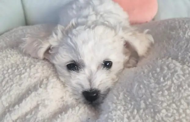 Bichon Frise suczka gotowa do zmiany domu 4