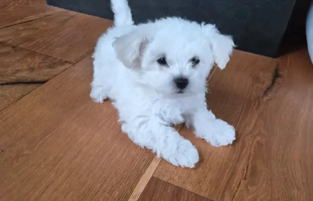 Bichon Frise suczka gotowa do zmiany domu 5