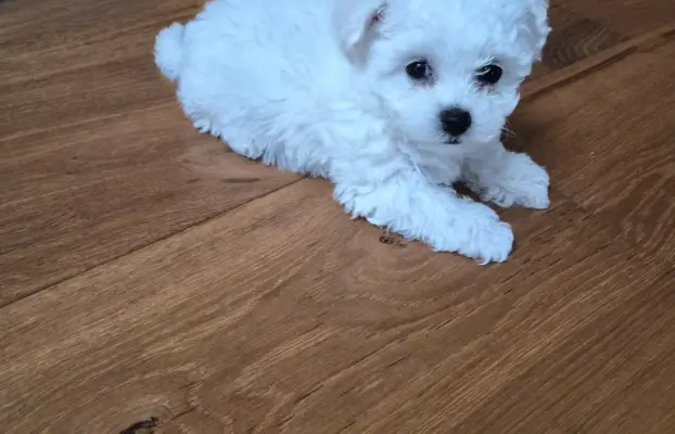 Bichon Frise suczka gotowa do zmiany domu 6