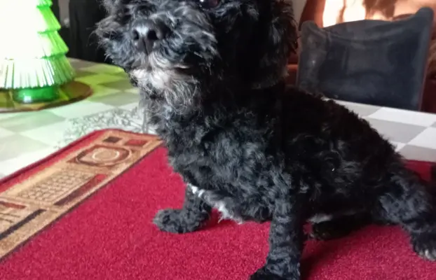 Rosyjska Bolonka Kolorowa piesek o imieniu Gibson 6