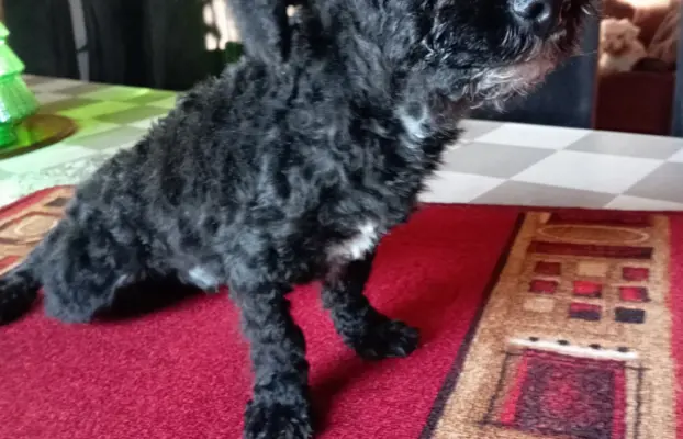 Rosyjska Bolonka Kolorowa piesek o imieniu Gibson 7