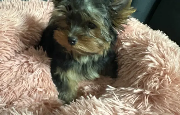 Yorkshire Terrier 2