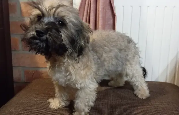 Oferuję do sprzedaży Sunię rasy Rosyjska Bolonka Kolorowa 8