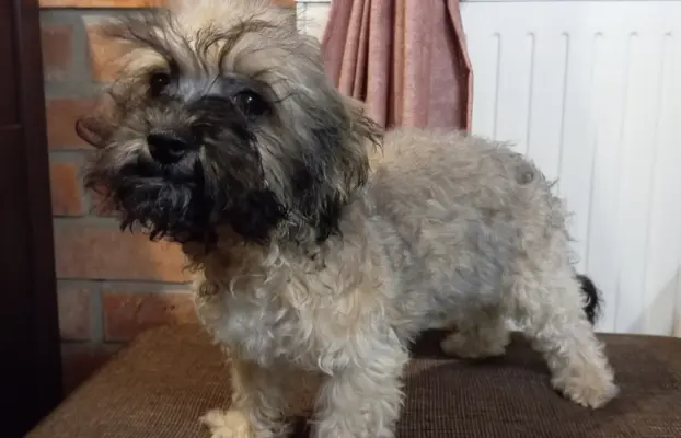 Oferuję do sprzedaży Sunię rasy Rosyjska Bolonka Kolorowa 9