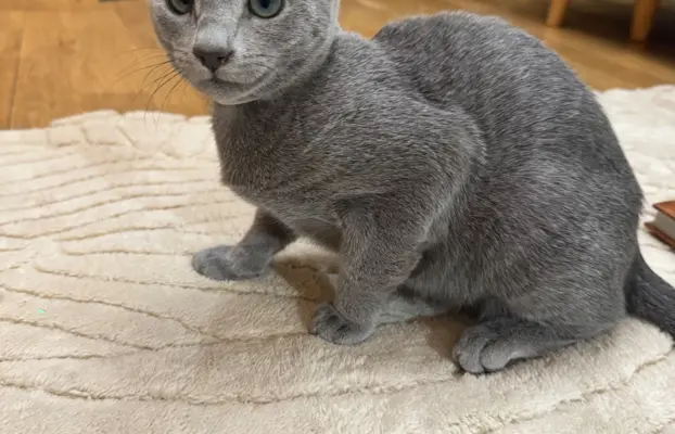 Kotki rosyjskie niebieskie 1