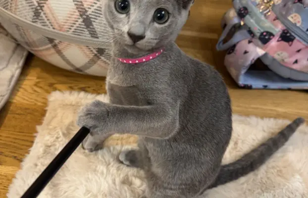 Kotki rosyjskie niebieskie 2