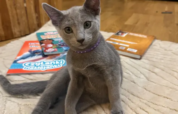 Kotki rosyjskie niebieskie 4