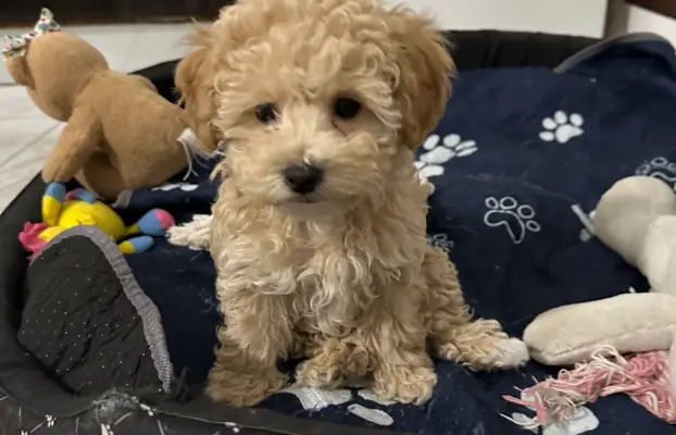 Poochon Bichpoo Maltipoo 7