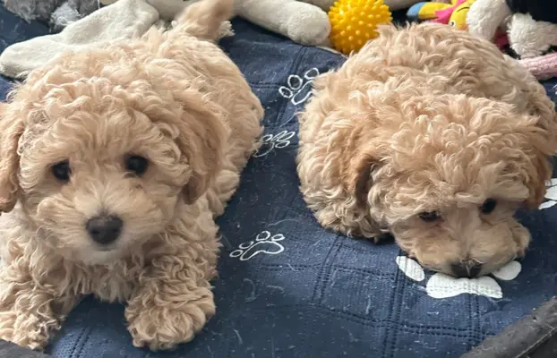 Poochon Bichpoo Maltipoo 10