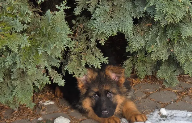 Owczarek Niemiecki Długowłosy szczenięta 2