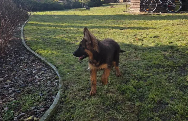 Owczarek Niemiecki Długowłosy szczenięta 4