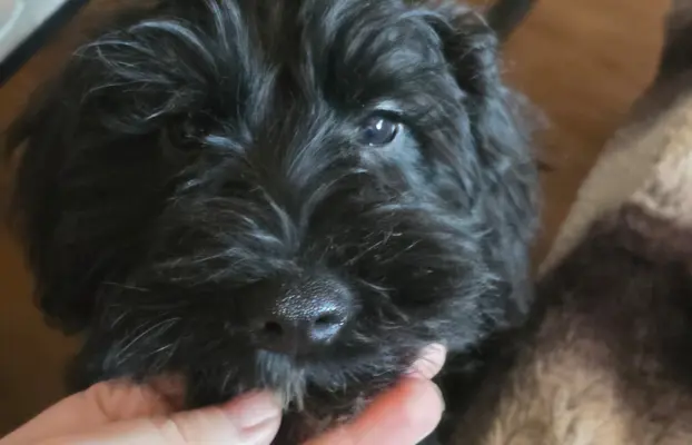 Sznaucer miniaturowy z badaniami genetycznymi 2