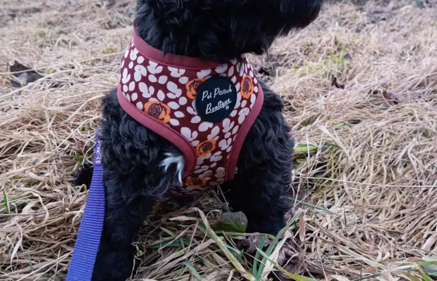 Ice Man piesek rasy Rosyjska Bolonka Kolorowa 8