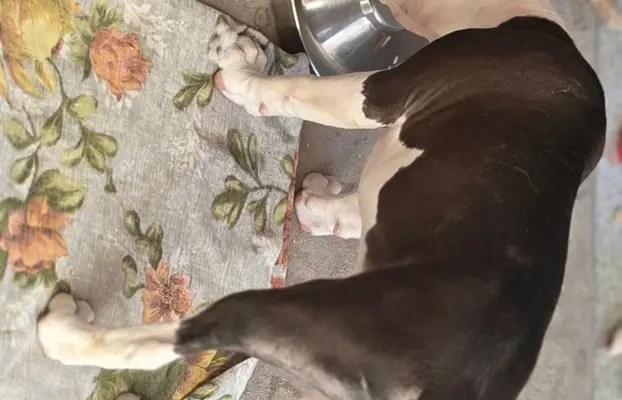 suczka ELOWEN All for You FCI 1