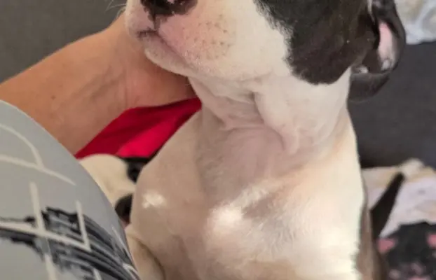 suczka ELOWEN All for You FCI 3