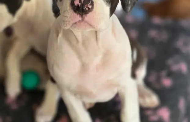 suczka ELOWEN All for You FCI 4