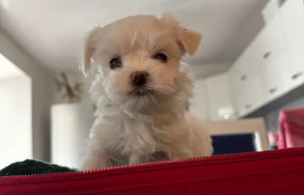 Cudowny maltanczyk 3