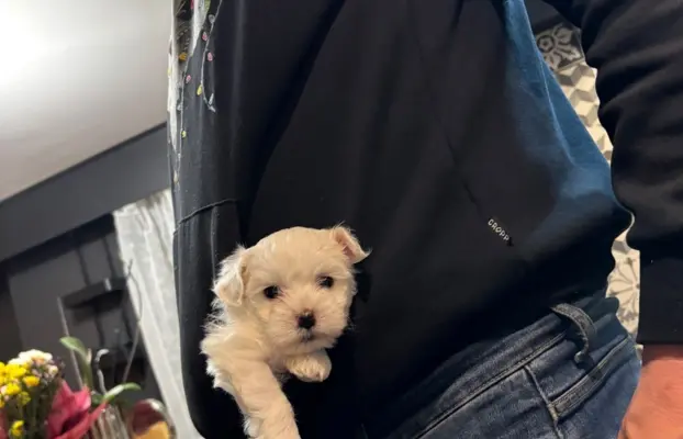 Cudowny maltanczyk 7