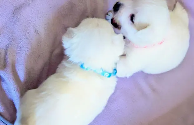 West highland white terrier - Zapowiedź miotu kwiecień 2026 5