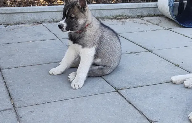 Siberian husky ZKwP/FCI piesek agouti gotowy na nowy dom 3