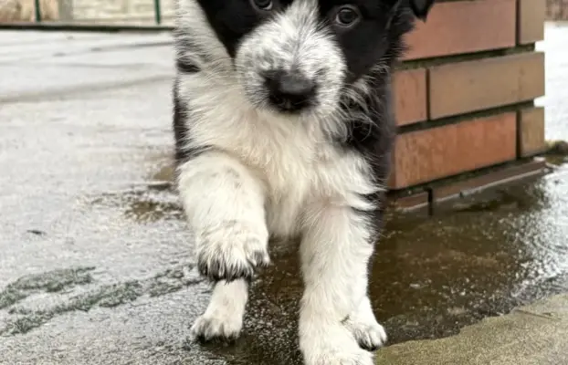 Szczeniaki Border Collie | gotowe do odbioru 2