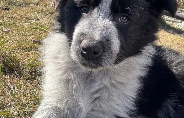 Szczeniaki Border Collie | gotowe do odbioru 6