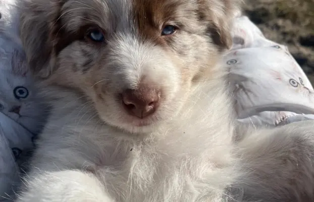 Szczeniaki Border Collie | gotowe do odbioru 4