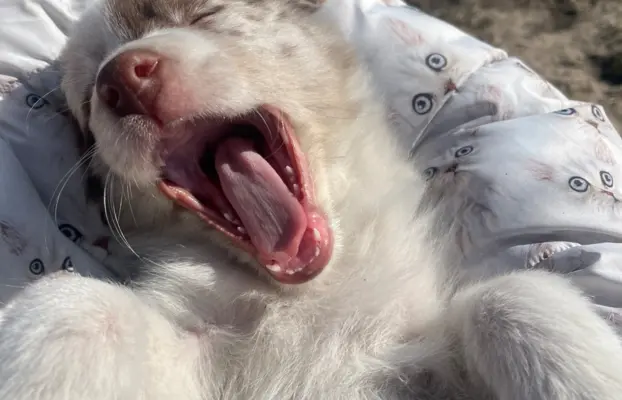 Szczeniaki Border Collie | gotowe do odbioru 5